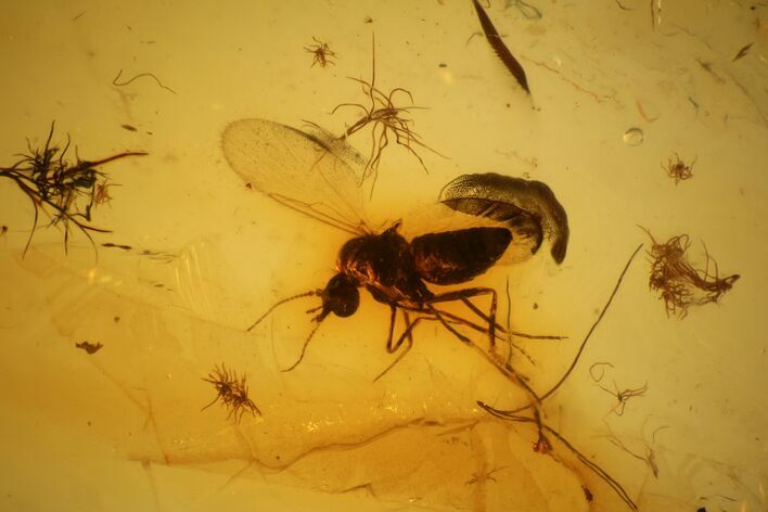 Fossil Fly (Diptera) In Baltic Amber #139078
